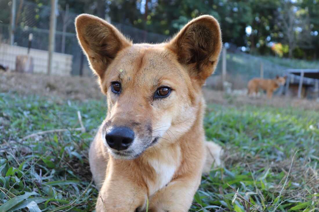 Adopt Dingo Den Rescue