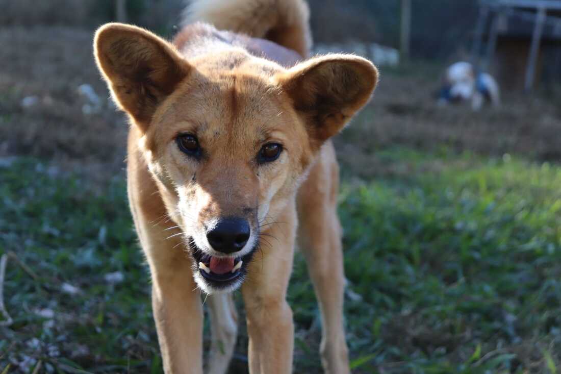 Adopt - Dingo Den Animal Rescue